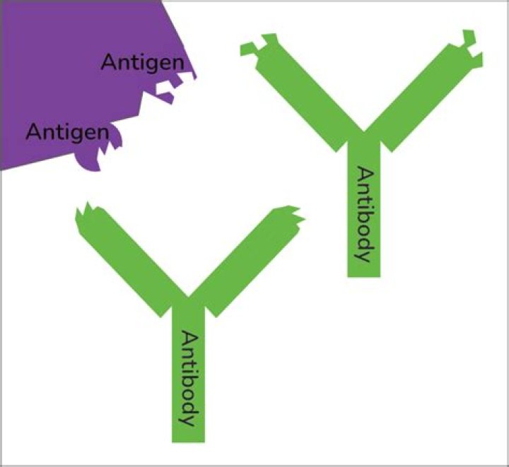 What is an antigen What is an antibody