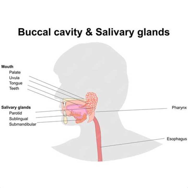 What is another name for the buccal cavity?