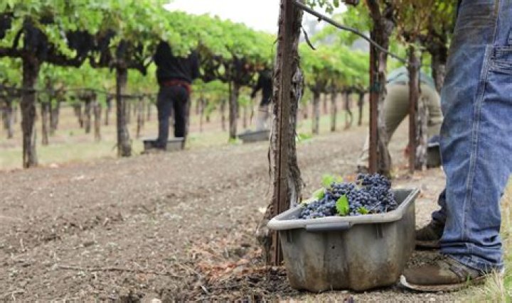 What is being harvested in California right now?