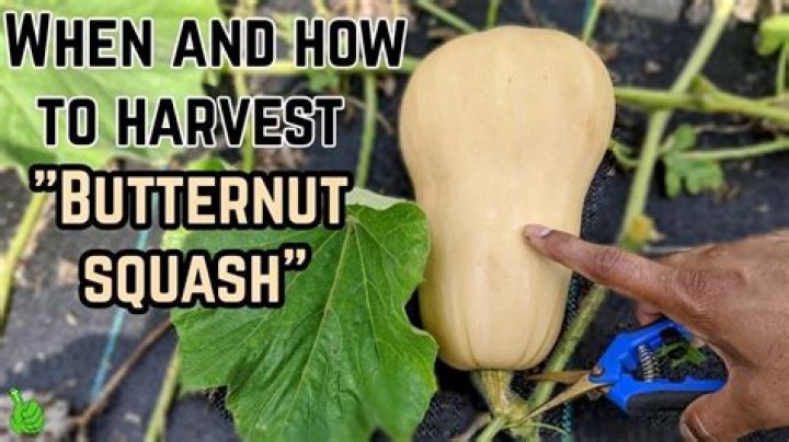 What is Butternut extract?