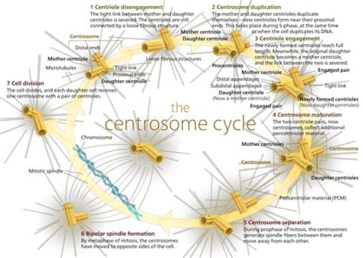 What is centrosome separation?