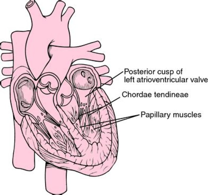What is Chordae Tendineae