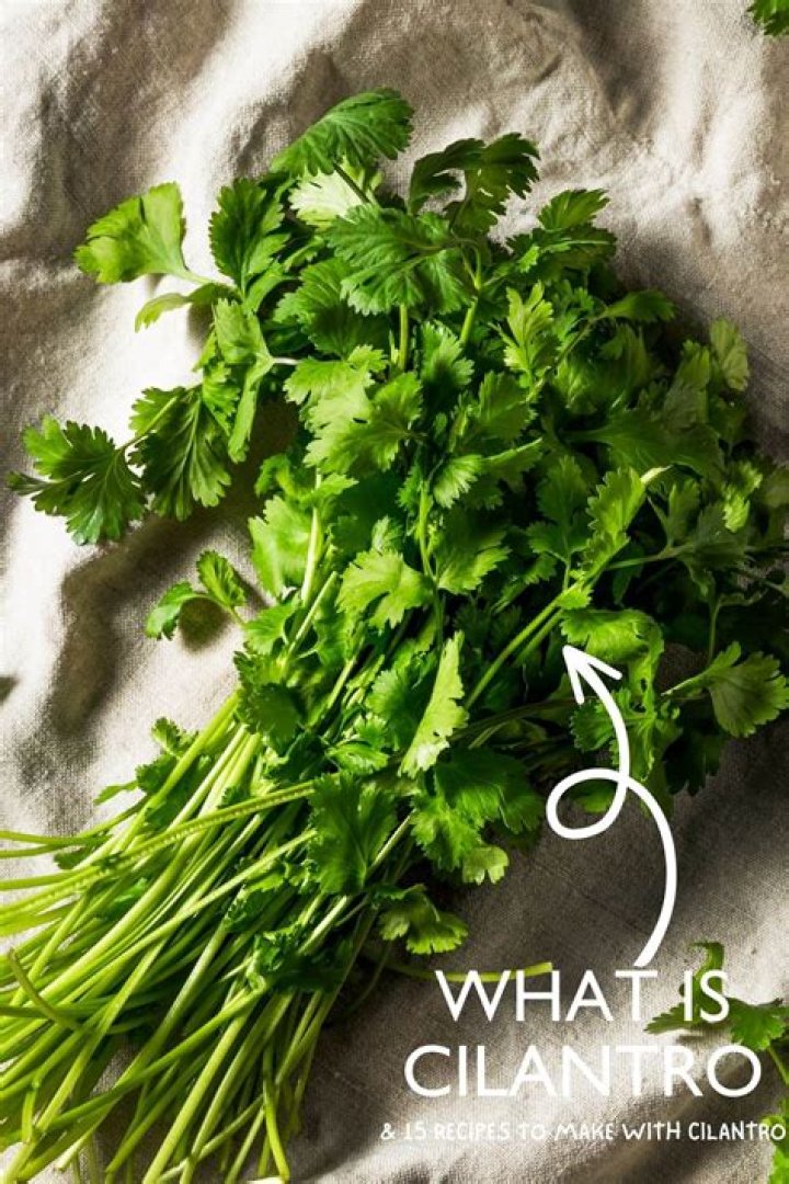 What is cilantro called in Portuguese?