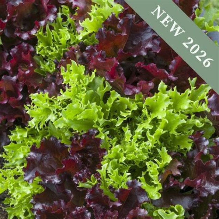 What is curly lettuce called?