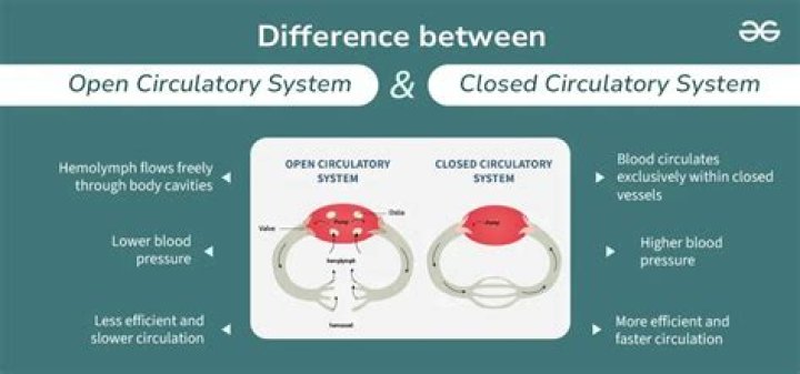 What is difference between open and closed system?