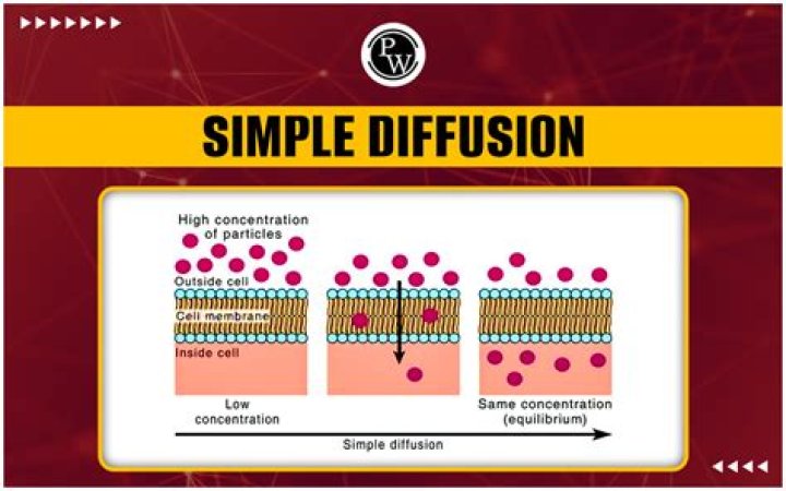 What is diffusion in biology simple definition?