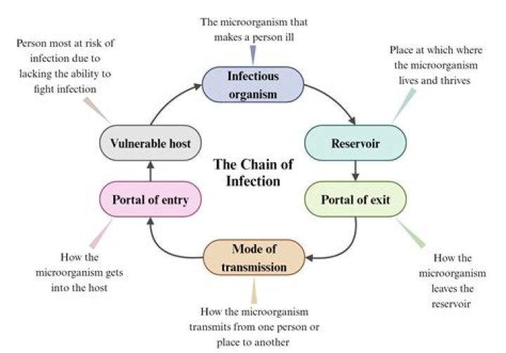 What is disease transmission cycle?