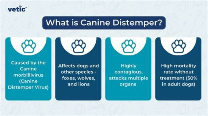 What is distemper plaster?