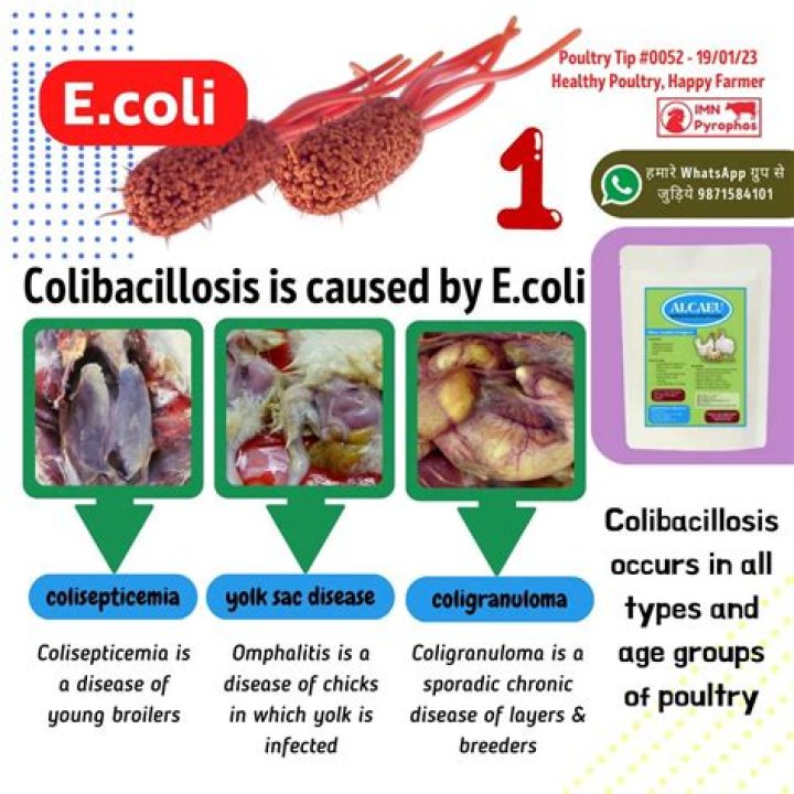 What is E coli in poultry?