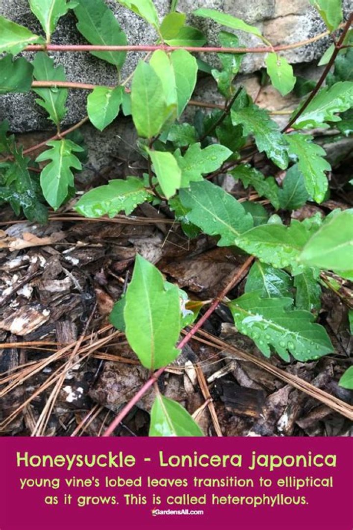 What is eating the leaves on my honeysuckle
