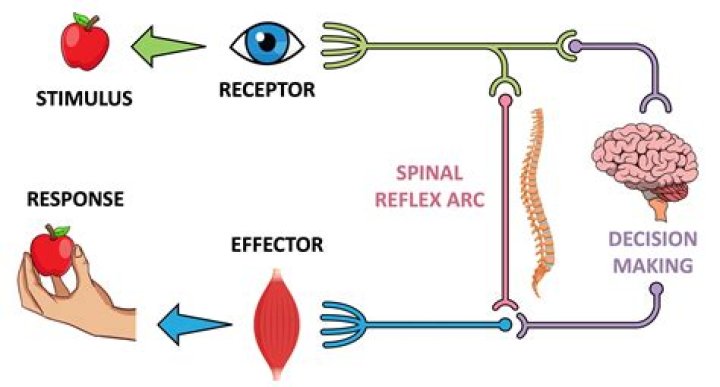 What is effector and receptor in biology?