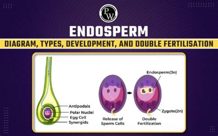 What is endosperm and types