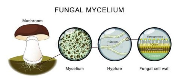 What is fungal mycelium made of?