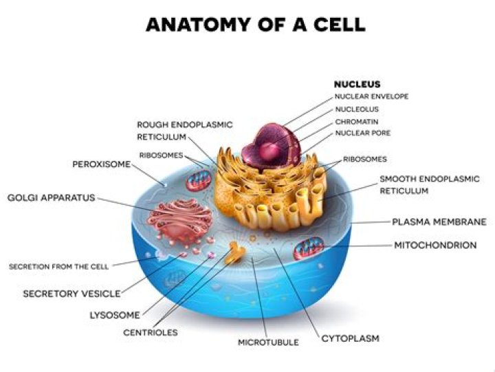What is inside cells