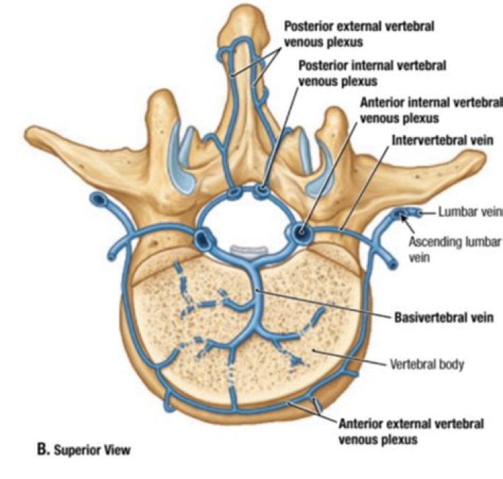 What is internal vertebral venous plexus
