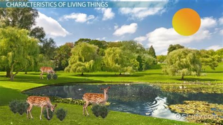 What is living resources and non living resources?