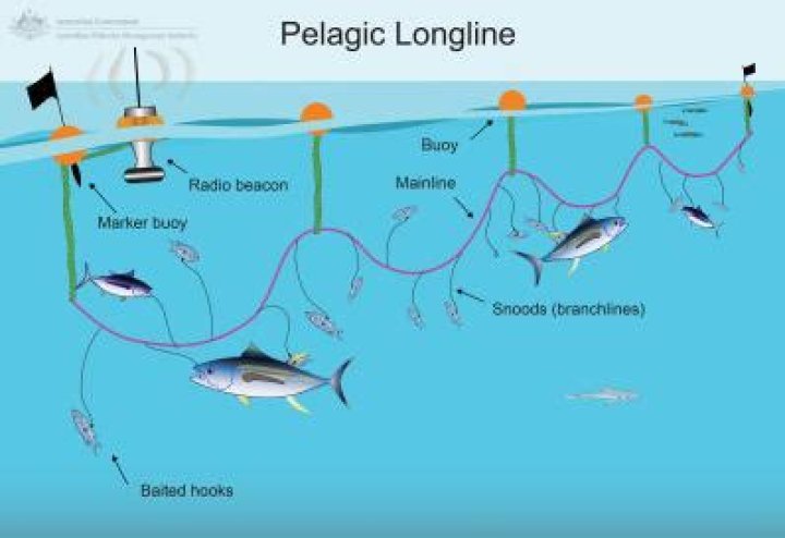 What is longline fishing gear?