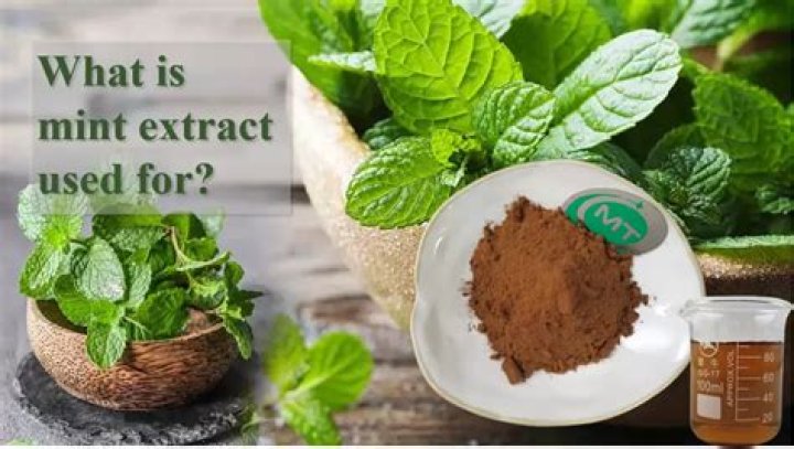 What is mint extract used for