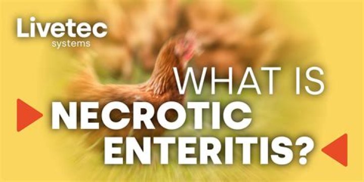 What is necrotic enteritis in poultry