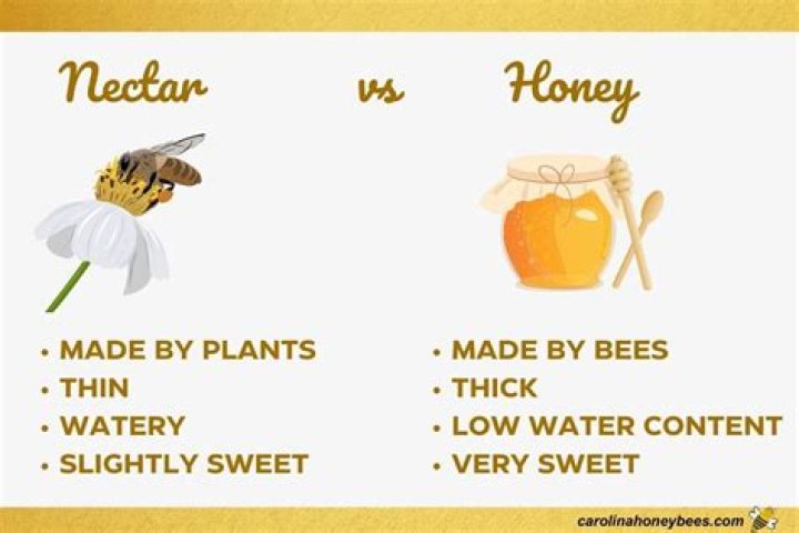 What is nectar honey? | ContextResponse.com