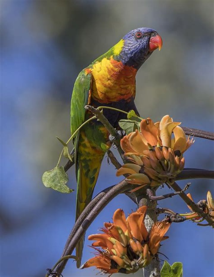 What is Parrot Bluetooth?
