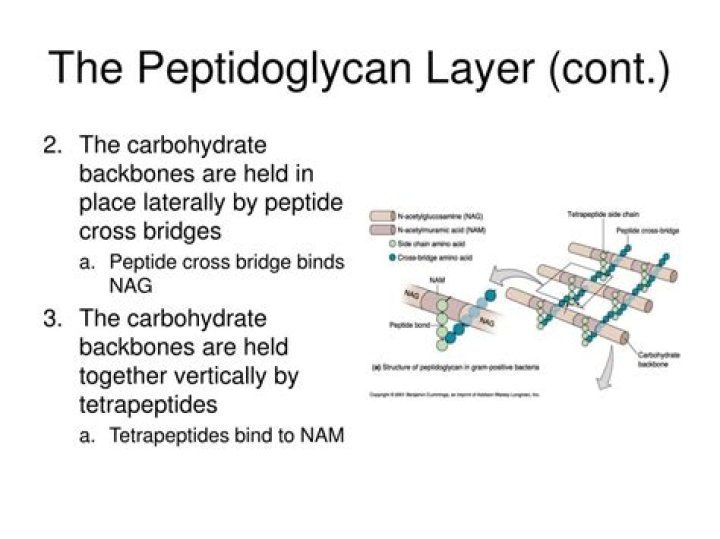 What is peptidoglycan made of