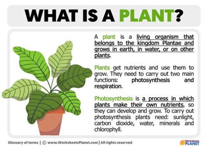 What is plant study called?