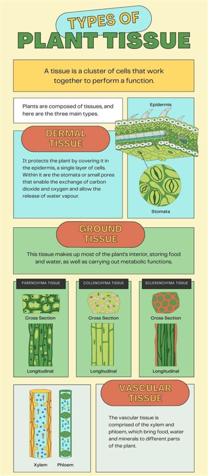 What is primary tissue in plants?