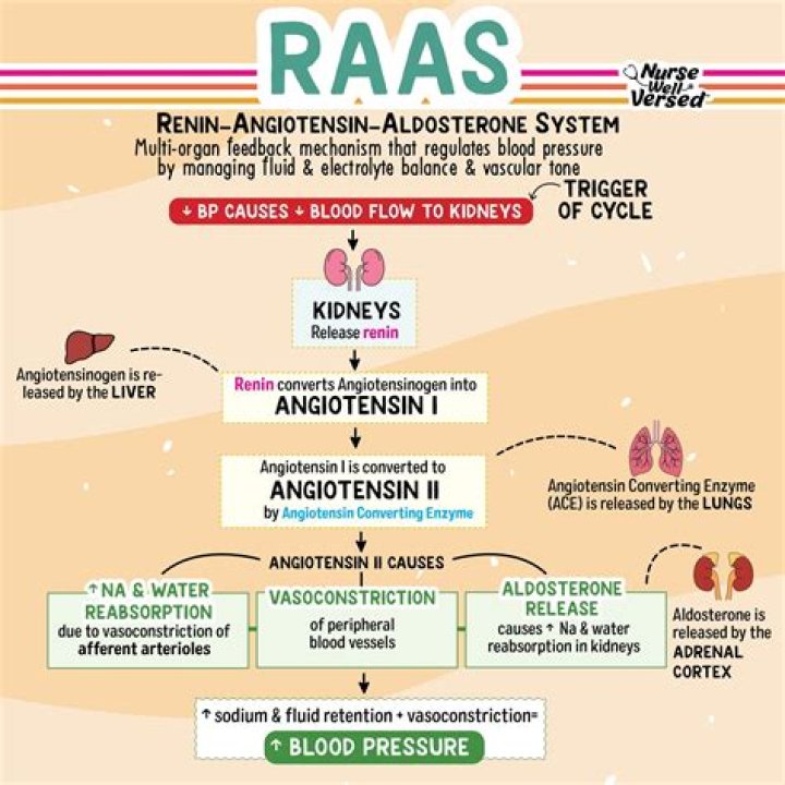 What is RAA medical term?