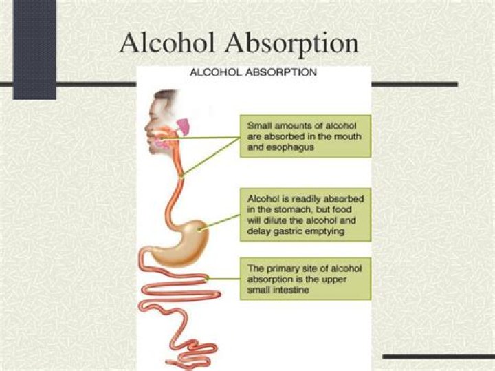 What is rate of absorption of alcohol?