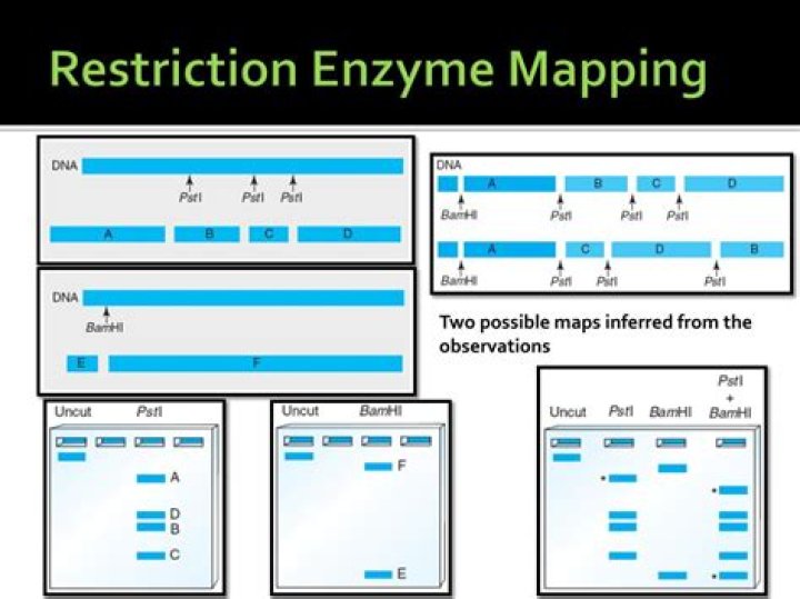 What is restriction enzyme mapping