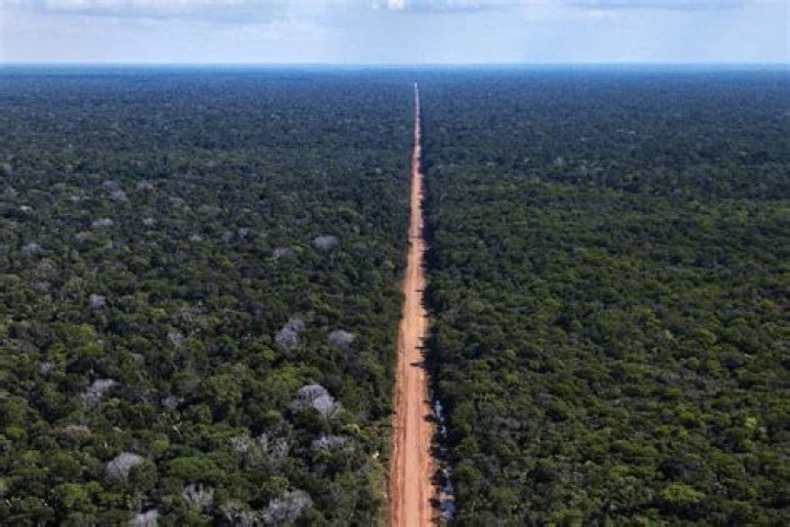 What is road building in the Amazon rainforest