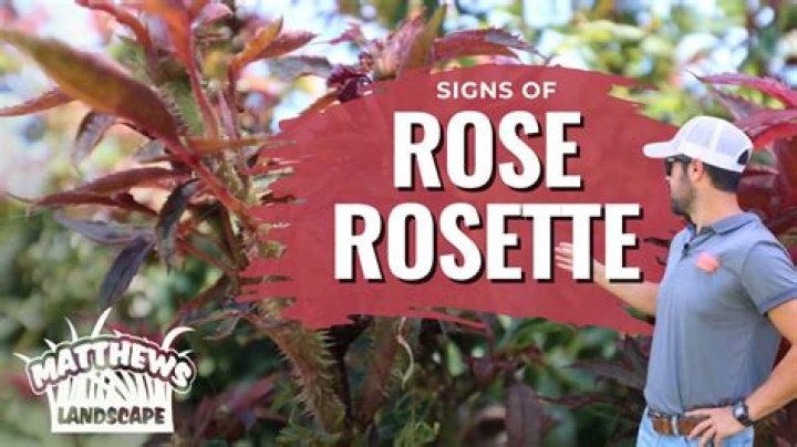 What is rose rosette virus