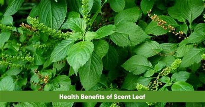 What is scent leaf?