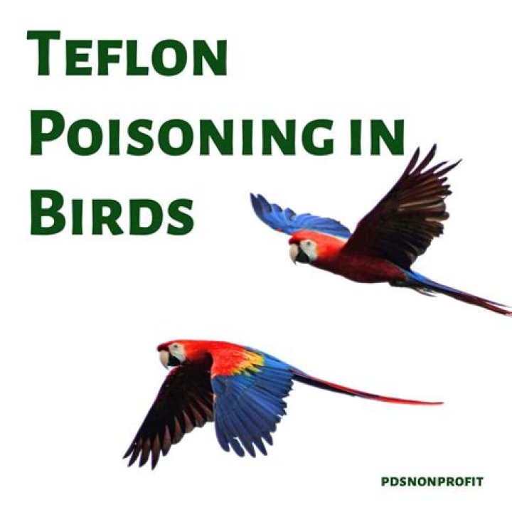 What is Teflon poisoning