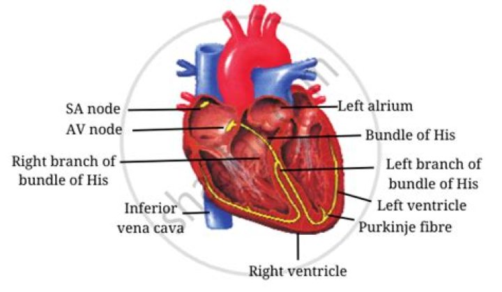 What is the AVN in the heart