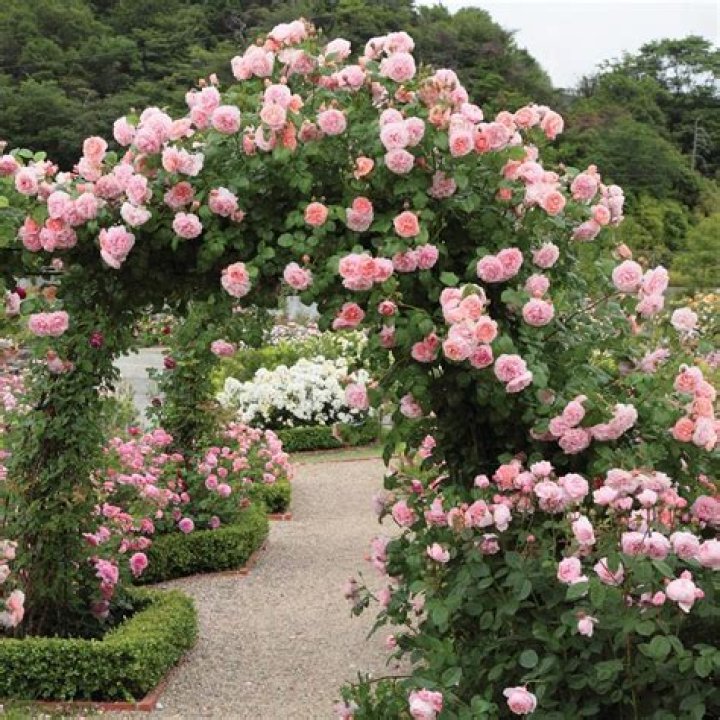 What is the best climbing roses