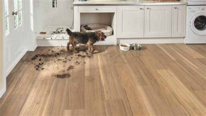 What is the best flooring for dogs and water?