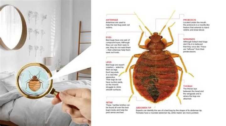 What is the best heater to kill bed bugs