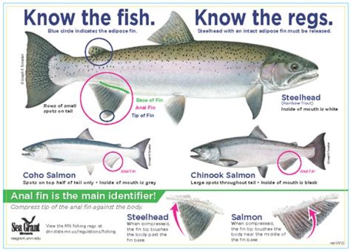 What is the best time to fish for steelhead?
