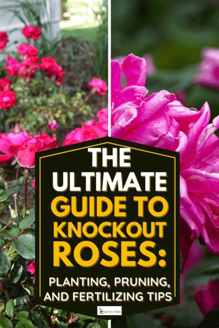 What is the best time to plant knockout roses?