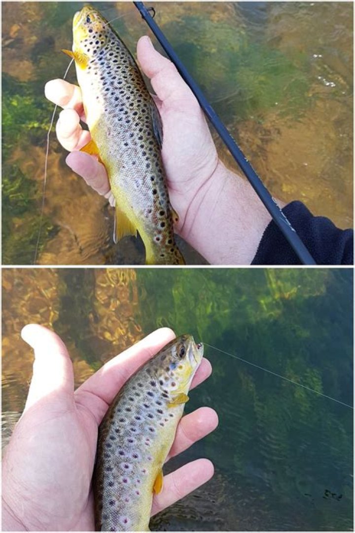 What is the best way to catch trout?