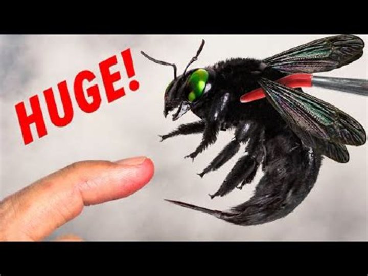What is the big black bee