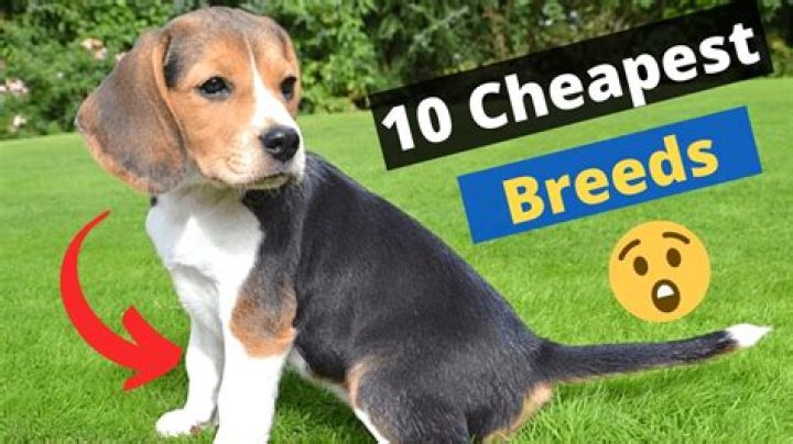 What is the cheapest pet in the world?