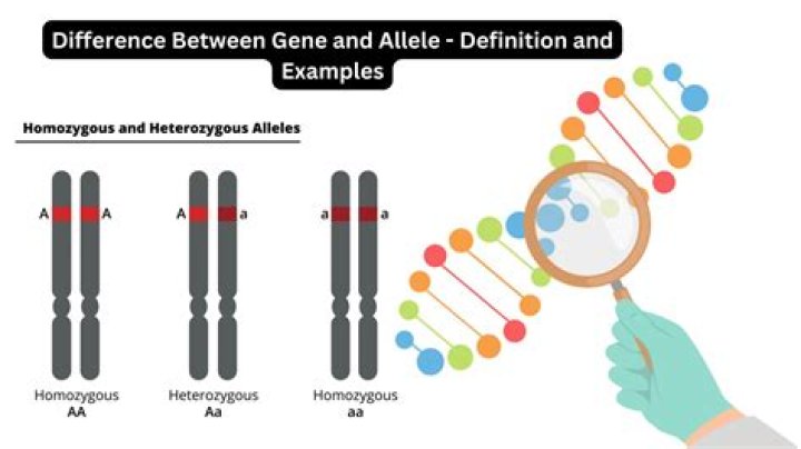 What is the difference between an allele and a gene locus quizlet