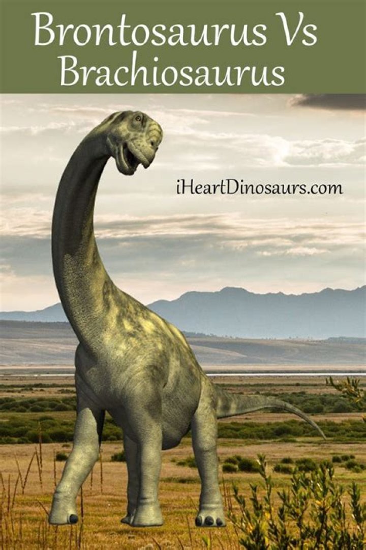 What is the difference between Brachiosaurus and brontosaurus?