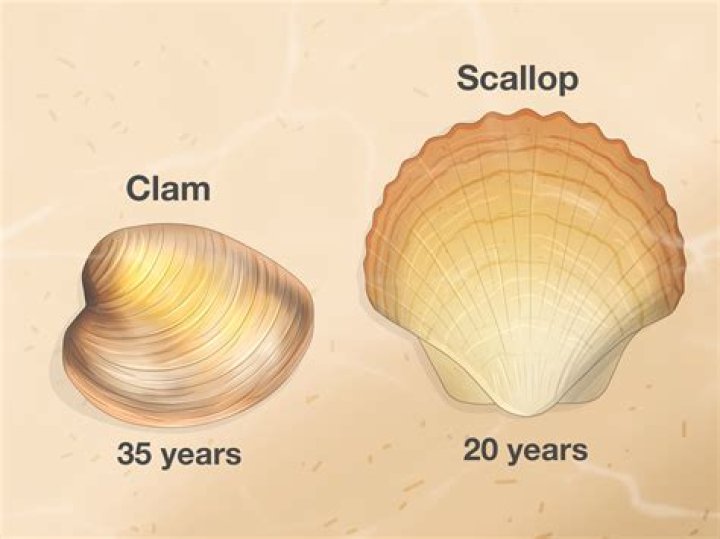 What is the difference between clams and scallops?