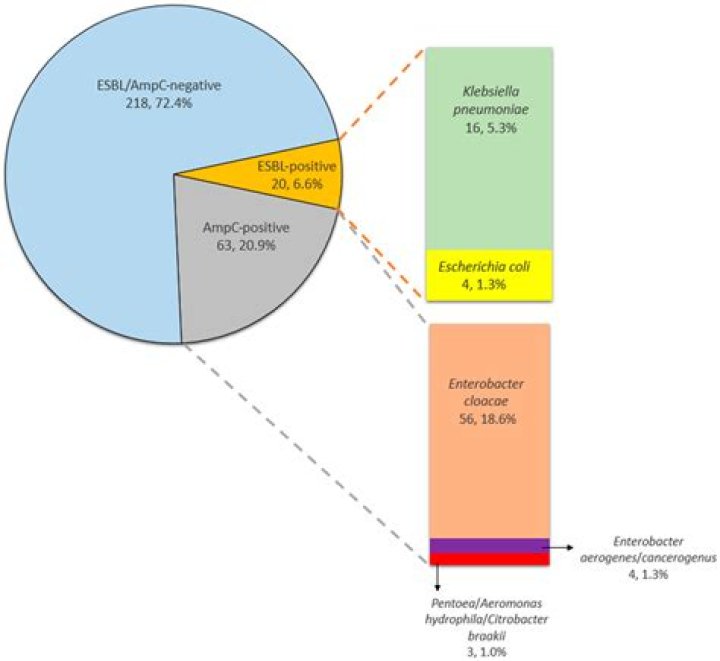 What is the difference between ESBL and AmpC
