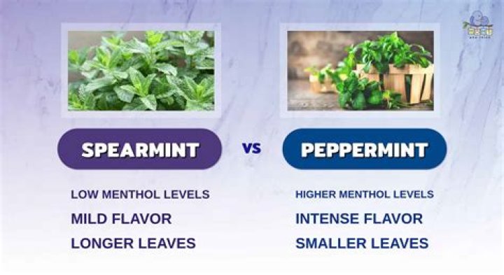 What is the difference between mint and peppermint tea