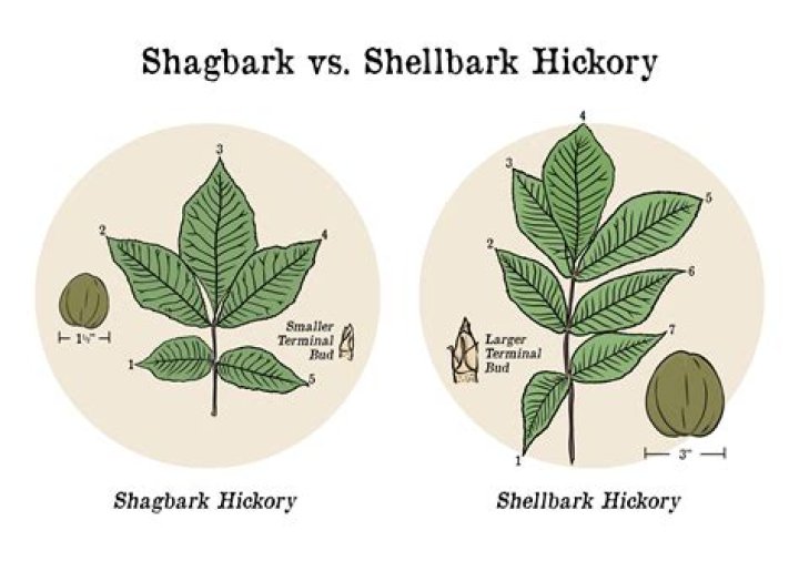 What is the difference between Shagbark and Shellbark Hickory